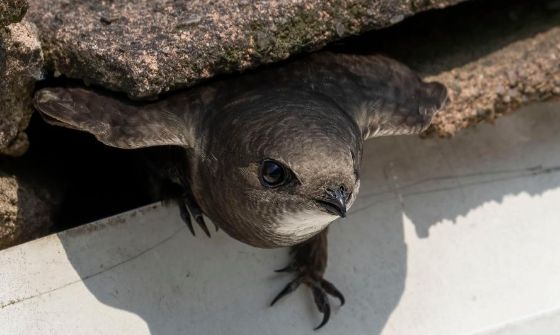 Saving Basingstoke's Swifts - A Talk by Hampshire Swifts at Willis Museum in Basingstoke